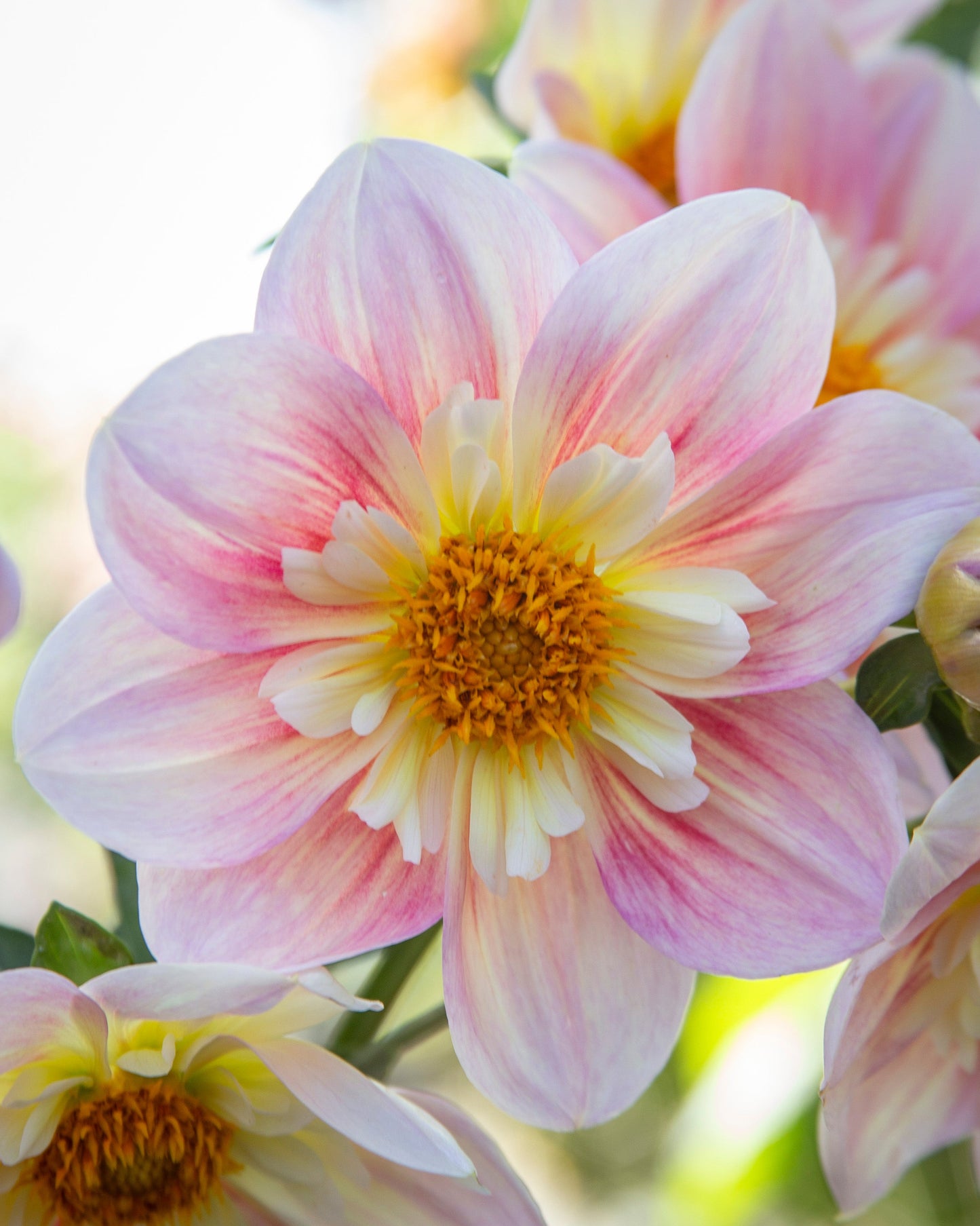 A close-up photograph of a pink and white dahlia flower with a yellow-orange center, surrounded by softly blurred flowers and green foliage.