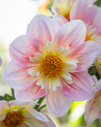 A close-up photograph of a pink and white dahlia flower with a yellow-orange center, surrounded by softly blurred flowers and green foliage.