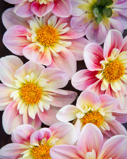 A close-up arrangement of pink, white, and yellow dahlia flowers filling the frame.