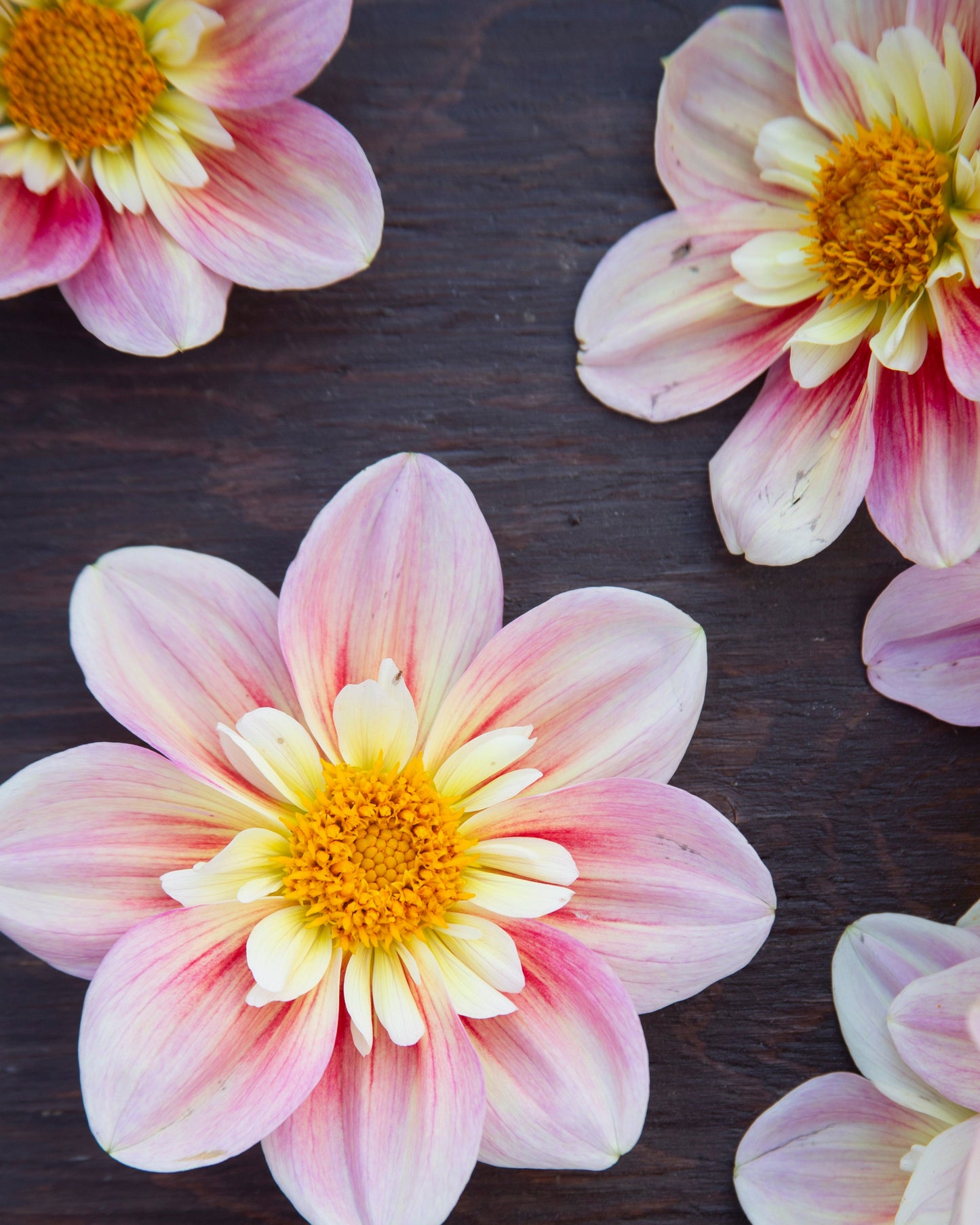Pink and white dahlia flowers with yellow centers arranged on a dark rustic wooden surface.