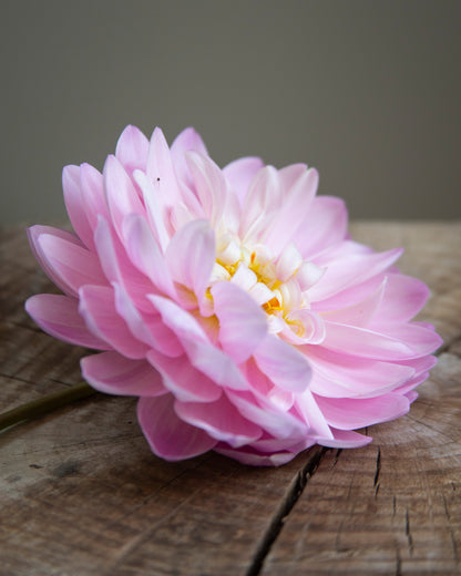 A single light pink dahlia flower with a yellow and white center resting on a rustic wooden surface against a neutral gray background.