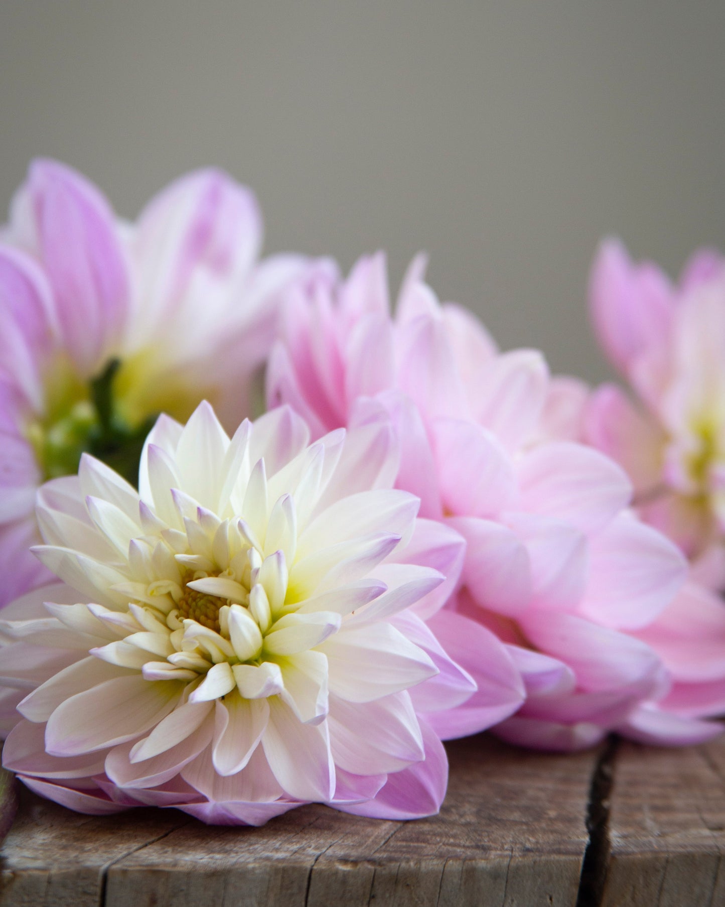 Pink and white dahlia flowers arranged on a rustic wooden surface against a soft gray background.