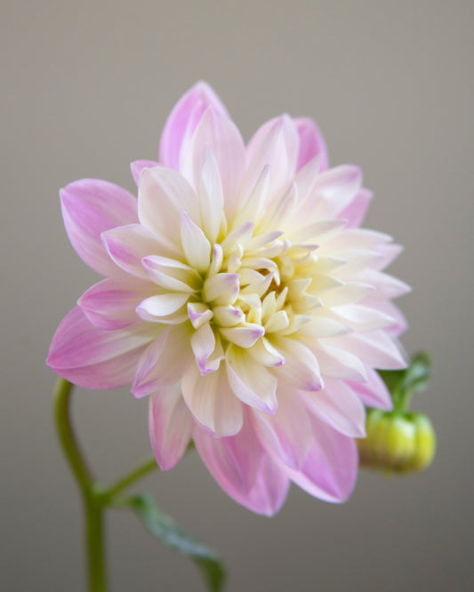 A single pale pink and white dahlia flower with a green stem, photographed against a soft neutral gray background. A small bud is visible on the right side.