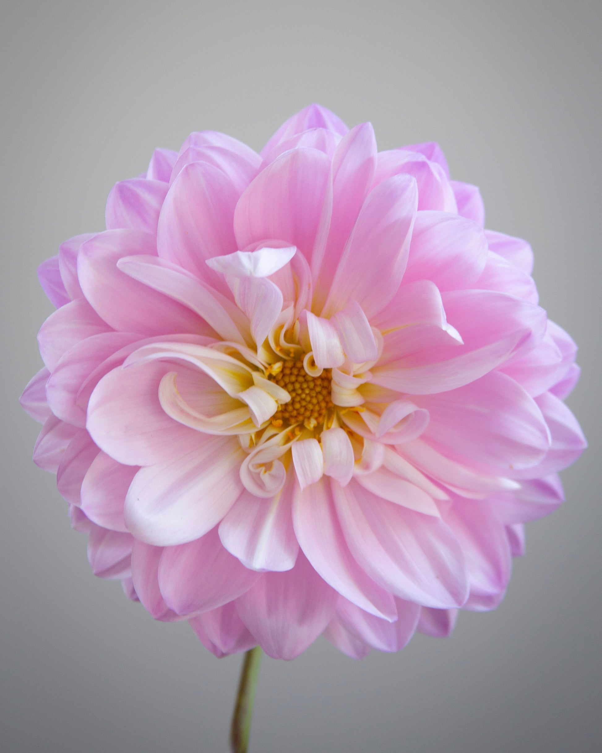 A single light pink dahlia flower with a yellow center, shown in a close-up studio shot against a neutral gray background.