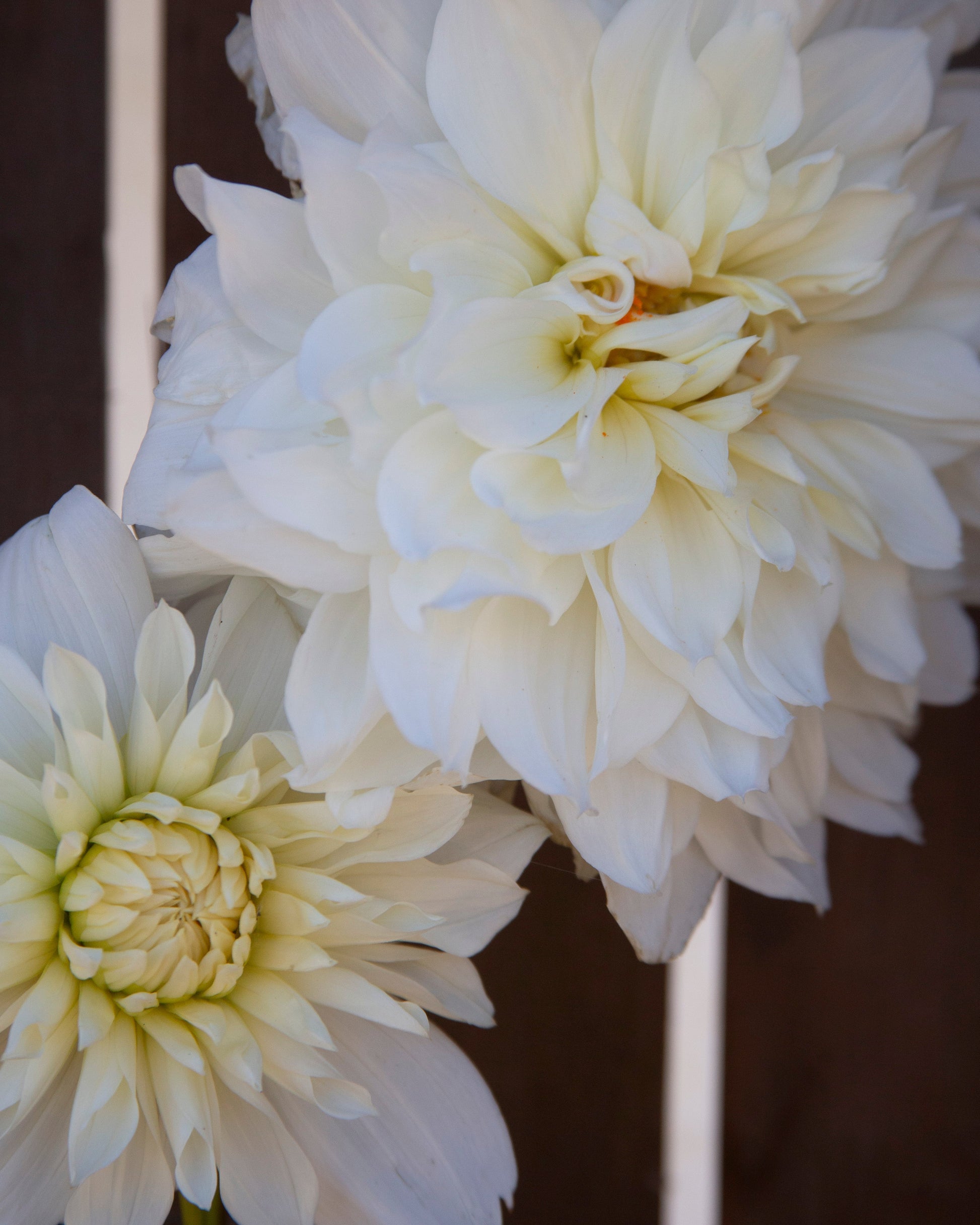 Two large white dahlia flowers in a close-up shot against a dark brown background.