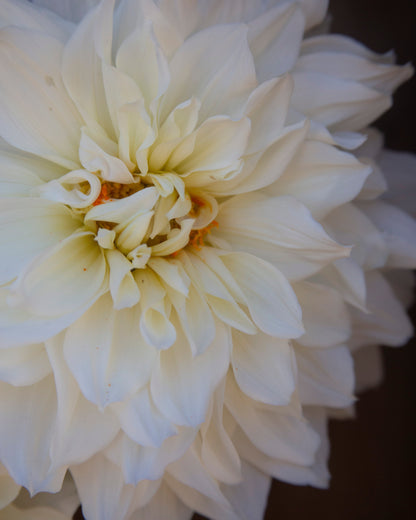 A close-up of a large white dahlia flower with soft layered petals and a subtle warm yellow-orange center, photographed against a dark blurred background.