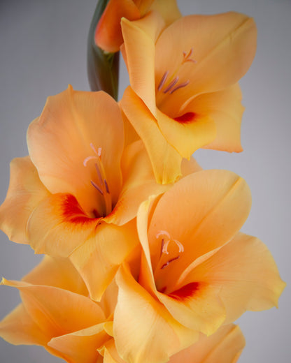 Close-up of a gladiolus flower stem with several peach-orange blossoms against a soft gray background.