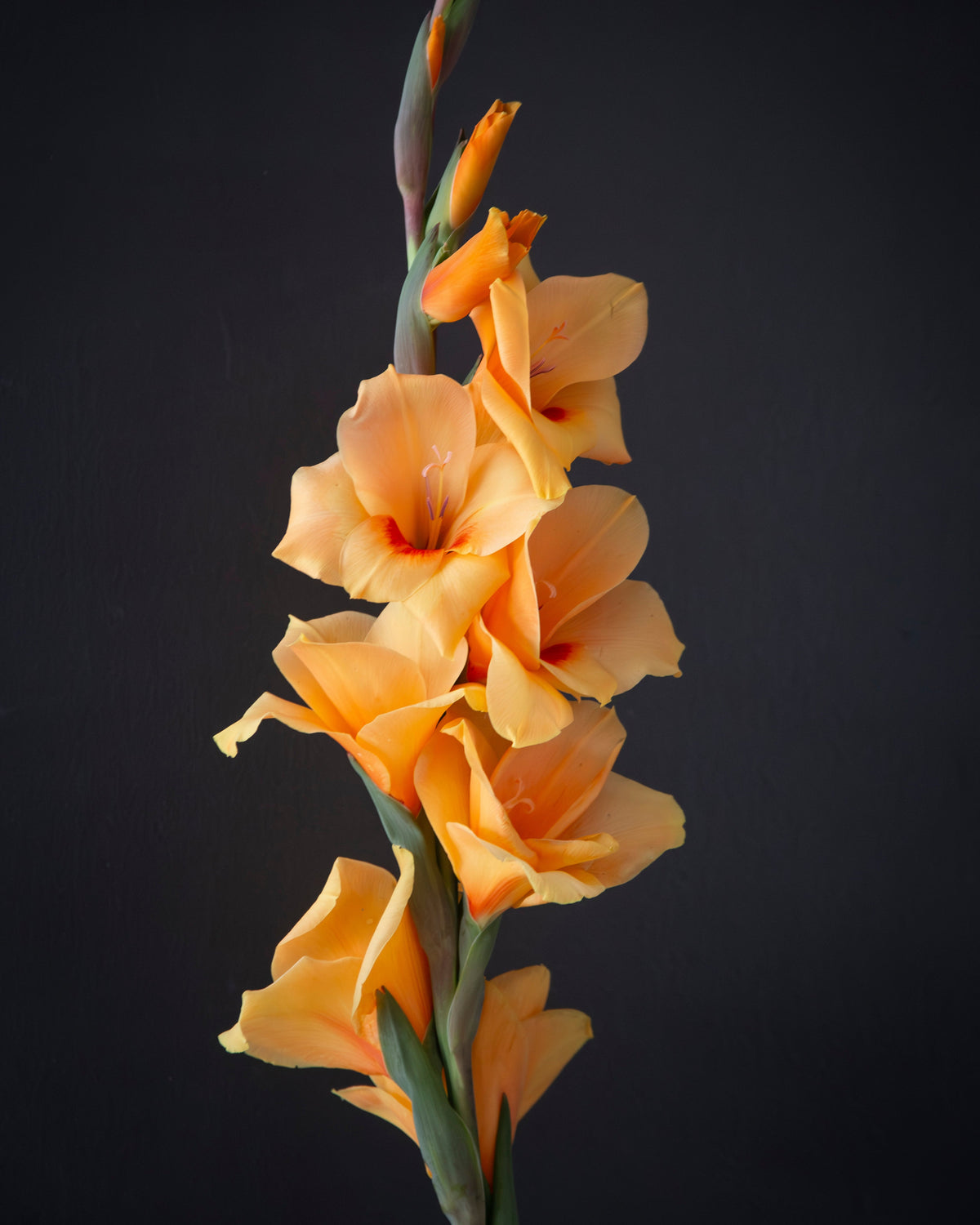 A close-up of a gladiolus flower stem with peach-orange blossoms against a dark charcoal background.