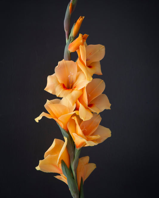 A close-up of a gladiolus flower stem with peach-orange blossoms against a dark charcoal background.
