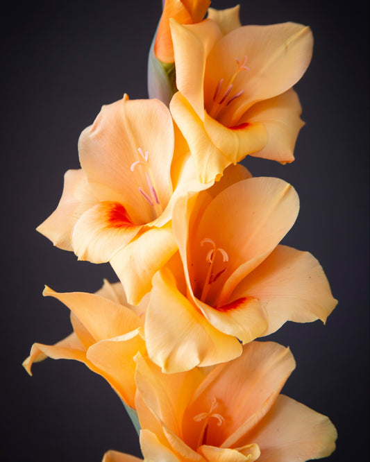 A close-up of a gladiolus flower stem with five pale peach and orange blossoms against a dark charcoal background.