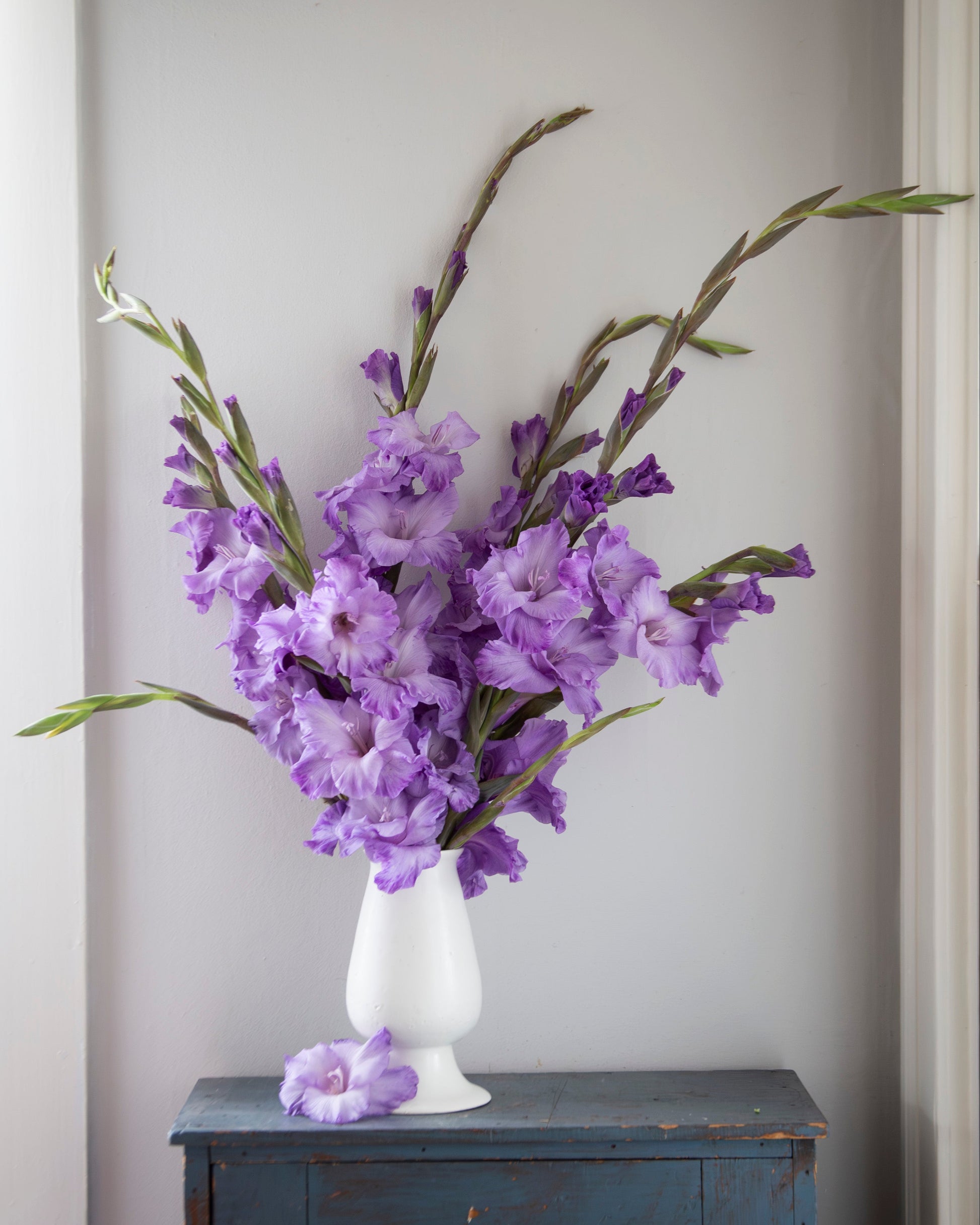 A bouquet of purple gladiolus flowers arranged in a white vase, placed on top of a distressed blue cabinet against a light gray wall.