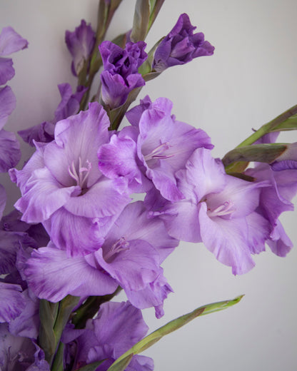 Purple gladiolus flowers with green stems and buds, photographed close-up against a plain light background.