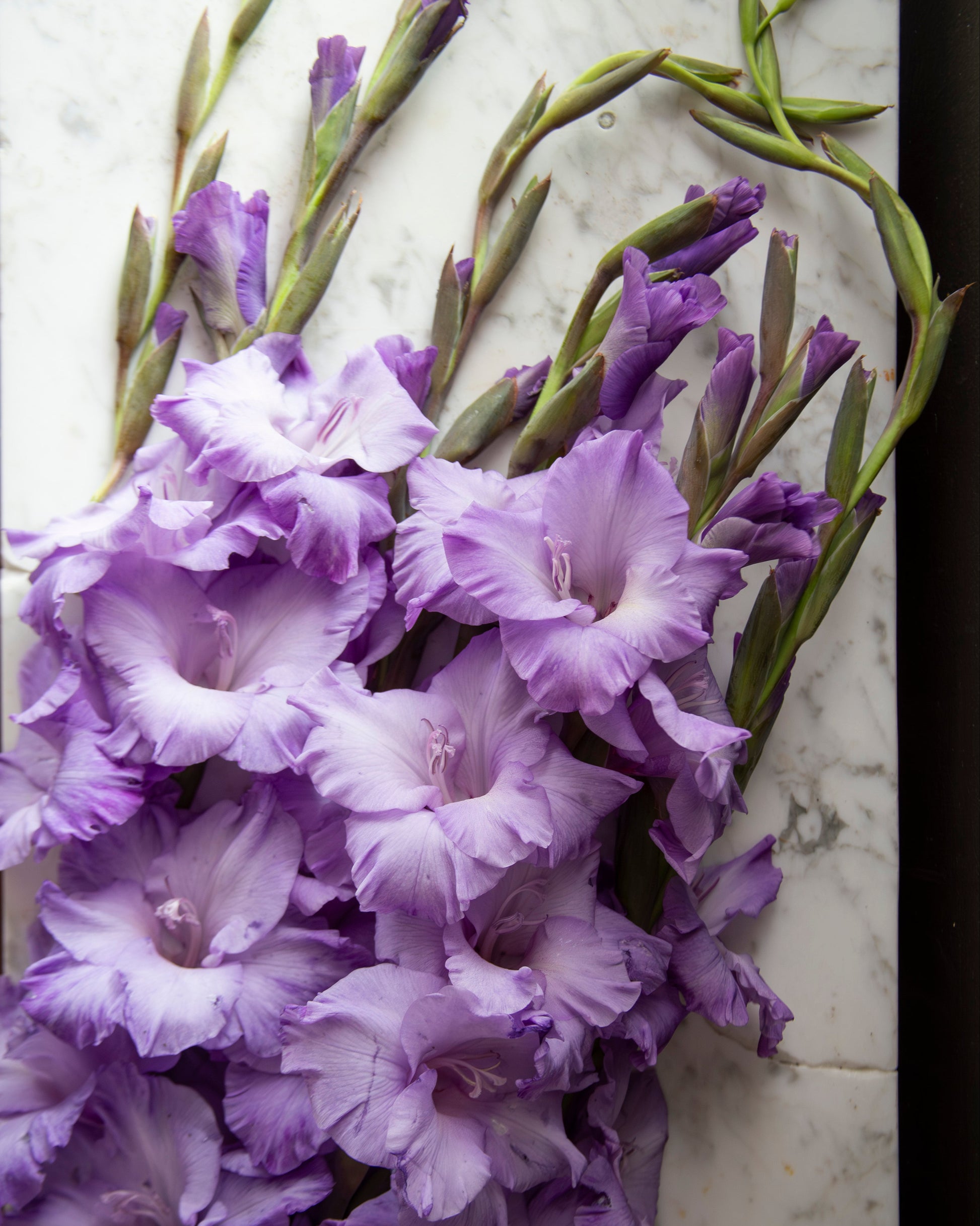 A close-up of a bouquet of purple gladiolus flowers with green stems, arranged on a white marble surface.