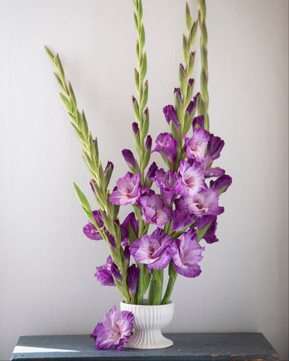 Purple gladiolus flower arrangement in a white ribbed vase, displayed on a dark blue-gray surface against a plain light gray wall.