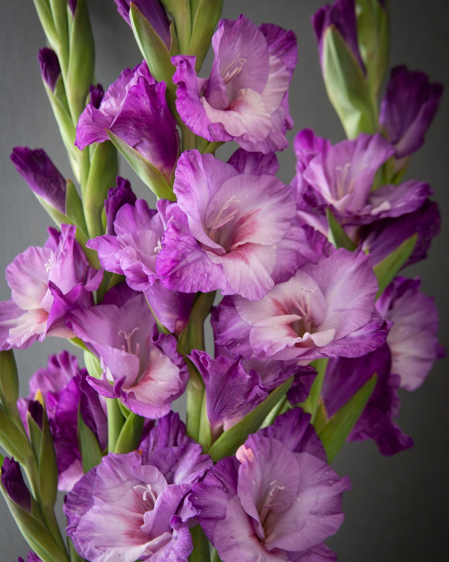 A close-up of purple and pink gladiolus flowers with green stems against a dark gray background.