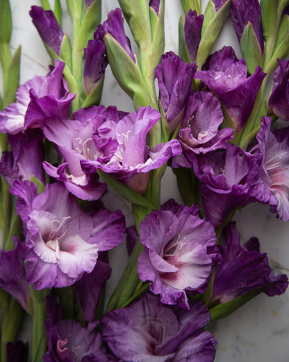 A close-up of purple gladiolus flowers with green stems and buds, arranged on a light neutral surface.