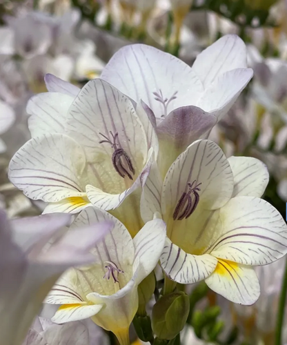 Freesia Lavender Steel