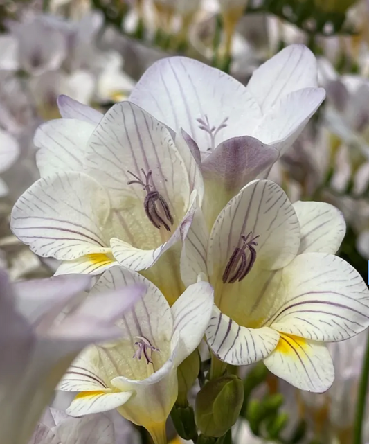 Freesia Lavender Steel