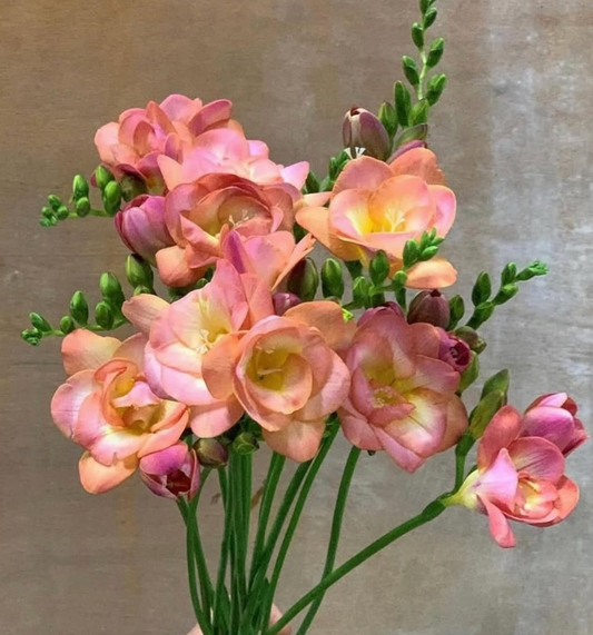 Freesia Peachy Queen