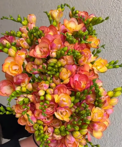 Freesia Peachy Queen