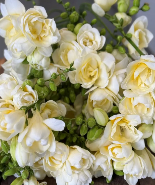 Freesia Volante