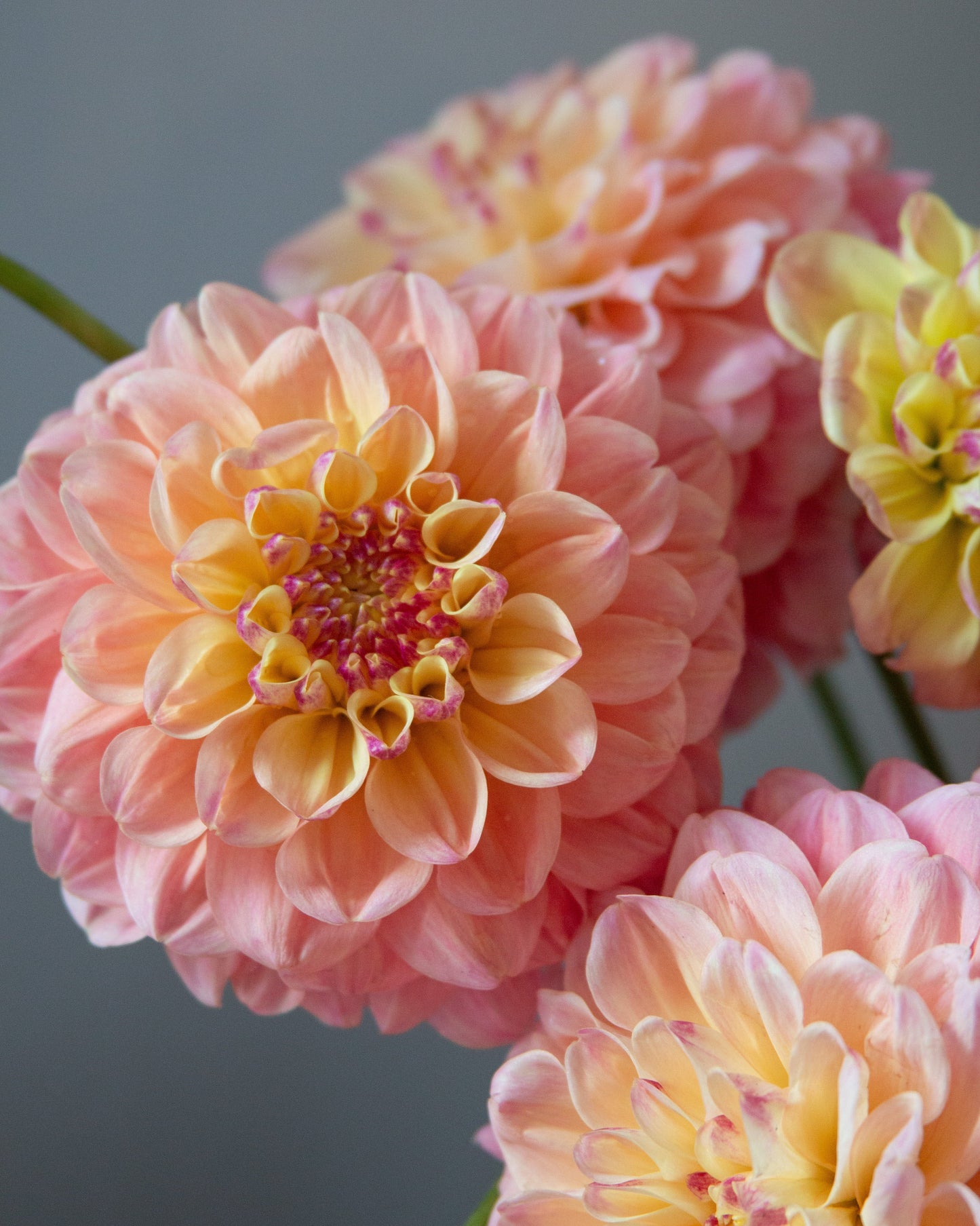 Close-up of several peach and pale yellow dahlia flowers with pink centers, photographed against a soft gray background.