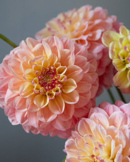 Close-up of several peach and pale yellow dahlia flowers with pink centers, photographed against a soft gray background.