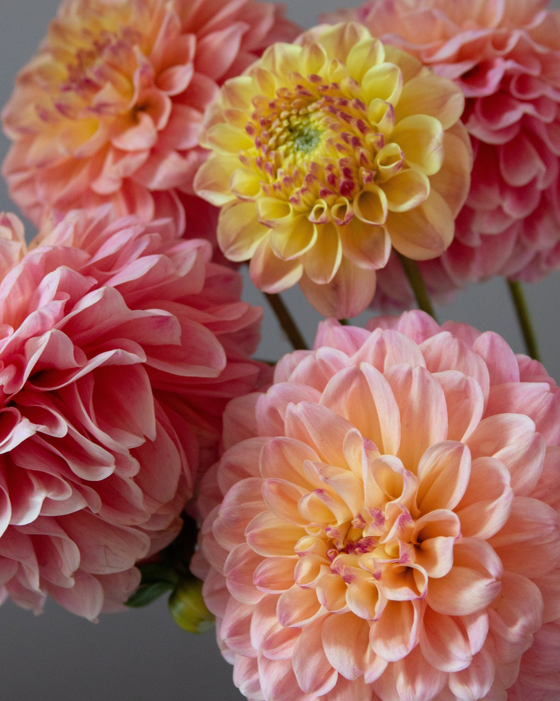 A close-up of several dahlia flowers, including two large pink blooms and one prominent pale yellow flower with pink centers, set against a soft gray background.