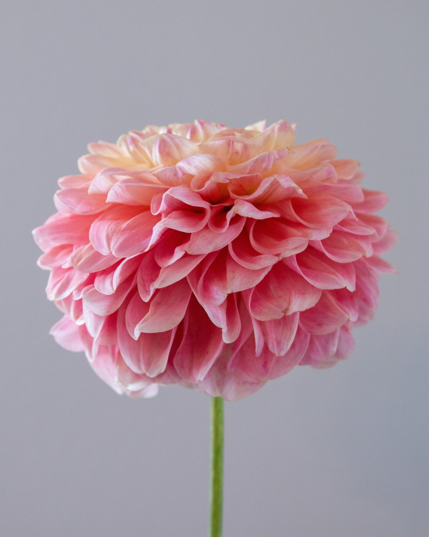 A single pink dahlia flower with layered ruffled petals on a green stem, centered against a plain light gray background.