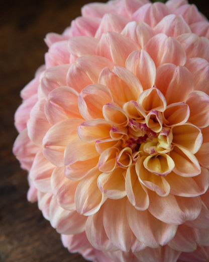 A close-up of a large pink dahlia flower with layered petals, showing a soft peach and pale yellow center, set against a dark rustic wooden background.