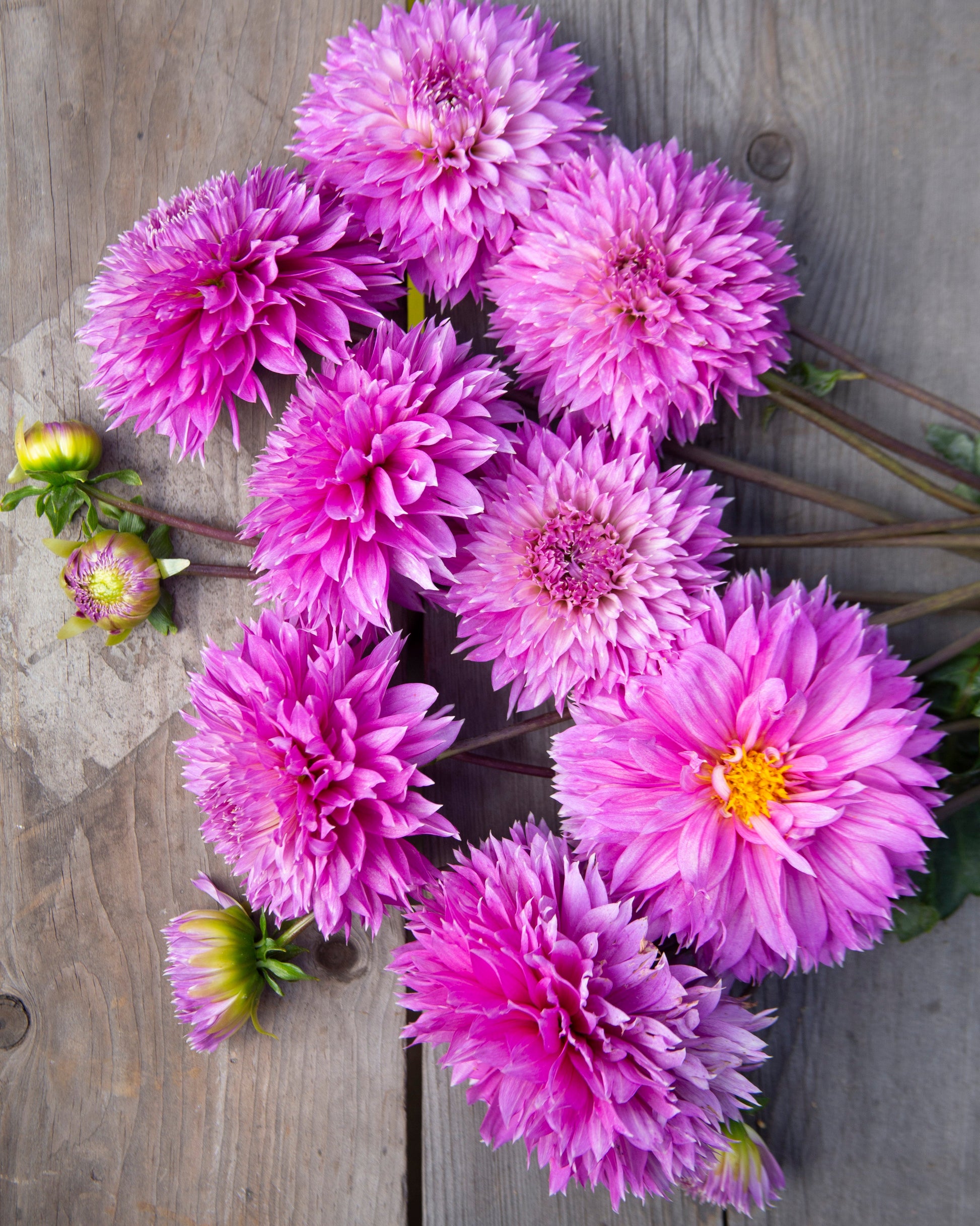 A cluster of blooming purple dahlia flowers with yellow centers and green stems, arranged on a rustic gray wooden plank surface.
