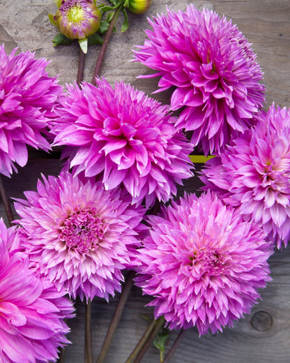 A close-up arrangement of bright pink-purple dahlia flowers with layered petals and visible stems, photographed on a rustic gray wooden surface.