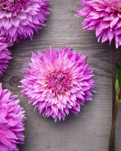 Close-up of several purple dahlia flowers arranged on a weathered gray wooden surface.