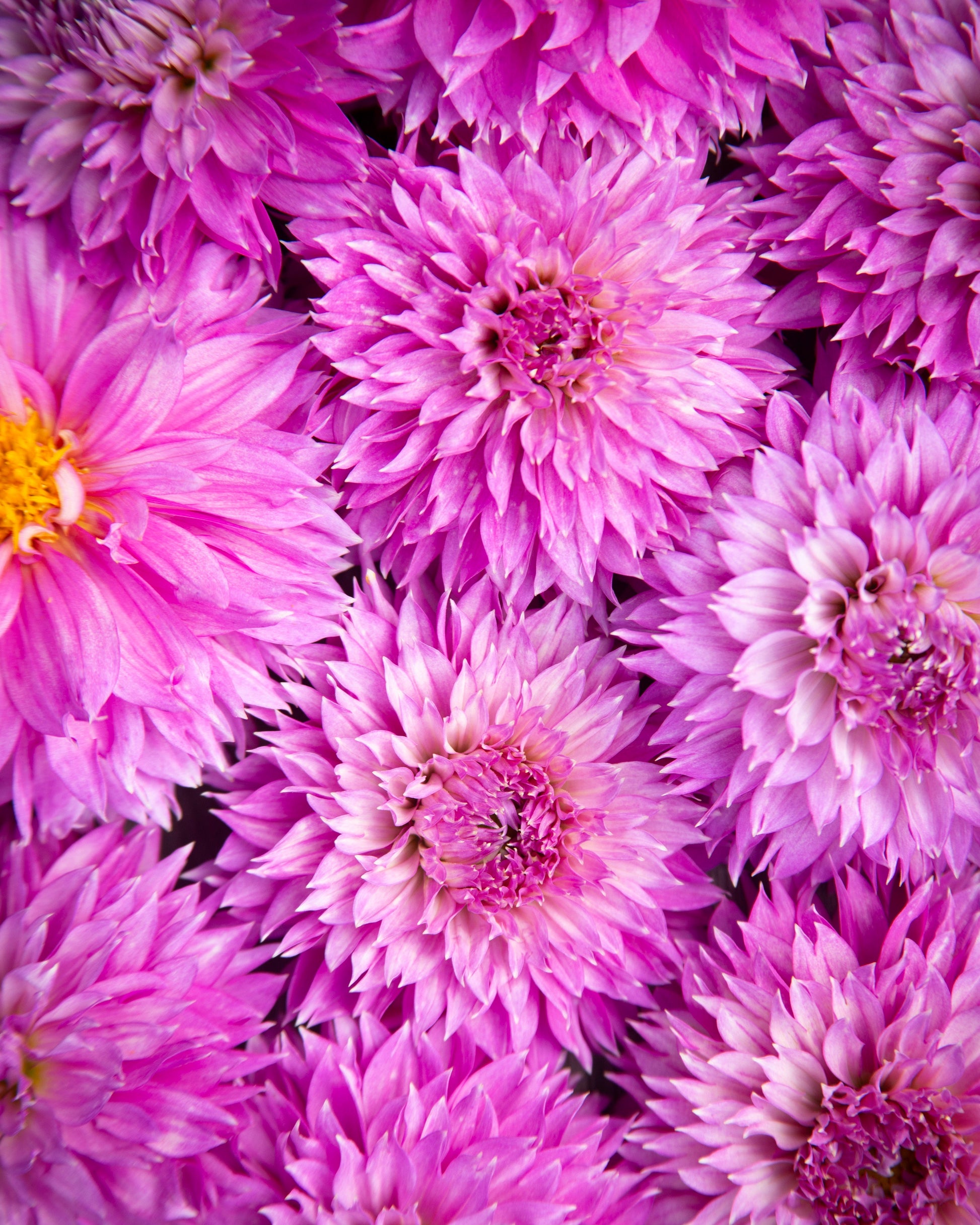 A close-up of dense pink and purple chrysanthemums filling the frame, with layered petals and yellow flower centers visible on several blooms.