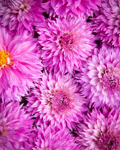 A close-up of dense pink and purple chrysanthemums filling the frame, with layered petals and yellow flower centers visible on several blooms.
