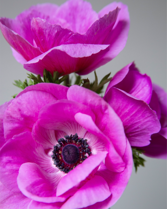 Anemone Fucsia