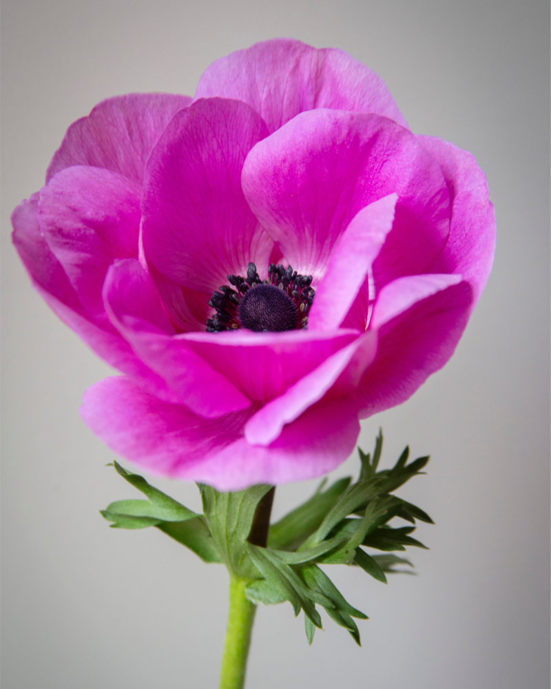 Anemone Fucsia