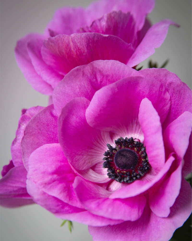 Anemone Fucsia