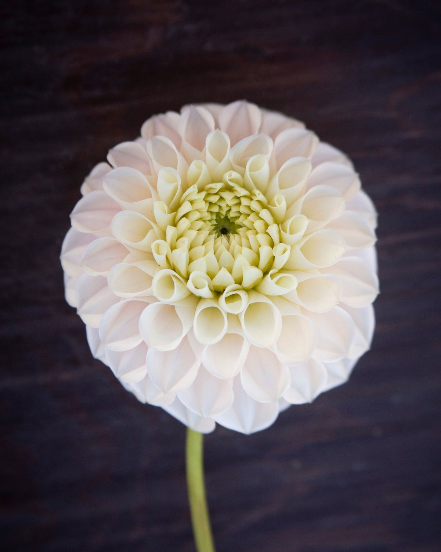 A single pale cream dahlia flower with a green stem, photographed from above on a dark wood background.