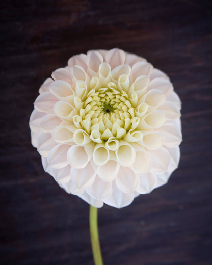 A single pale cream dahlia flower with a green stem, photographed from above on a dark wood background.