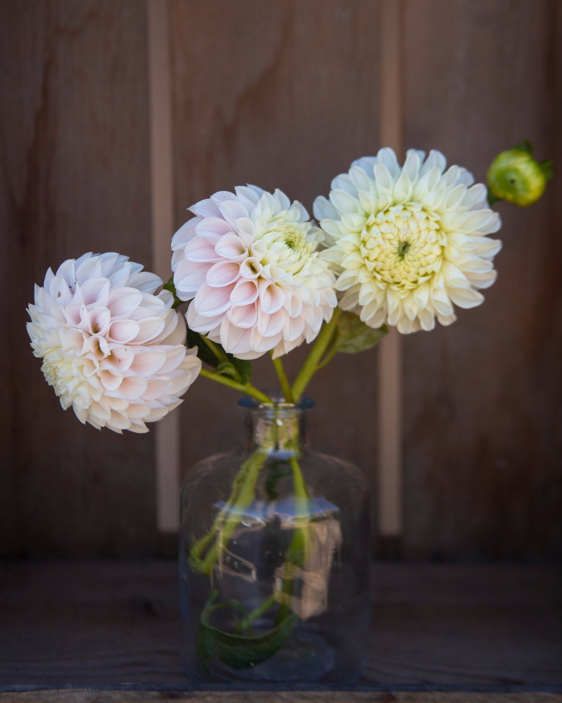 Three pale pink and white dahlia flowers arranged in a clear glass bottle vase against a rustic dark brown wooden plank background.