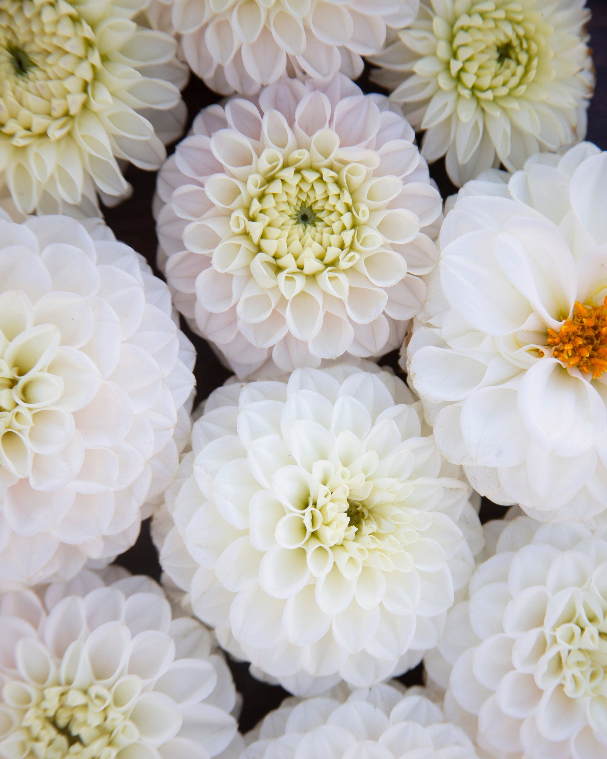 A close-up arrangement of white and very pale yellow dahlia flowers filling the frame, with some dark background visible between the blooms.