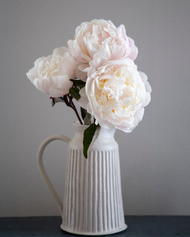 White pitcher with  white to light pink peony flowers against a gray background