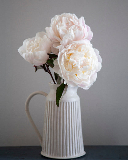 White pitcher with  white to light pink peony flowers against a gray background