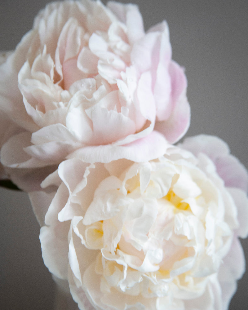 Close-up of two light pink peonies with a blurred gray background
