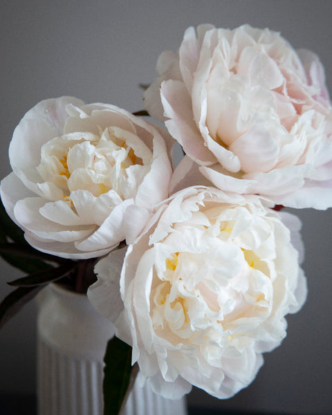 Peony Gardenia – The Dahlia House