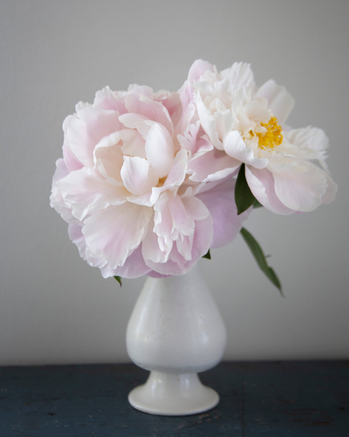 Two large pale pink and white Gardenia peony flowers with yellow centers arranged in a small white vase on a dark tabletop against a plain light gray wall.