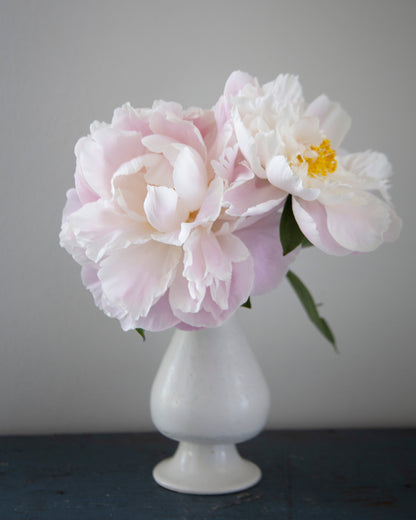 Two large pale pink and white Gardenia peony flowers with yellow centers arranged in a small white vase on a dark tabletop against a plain light gray wall.