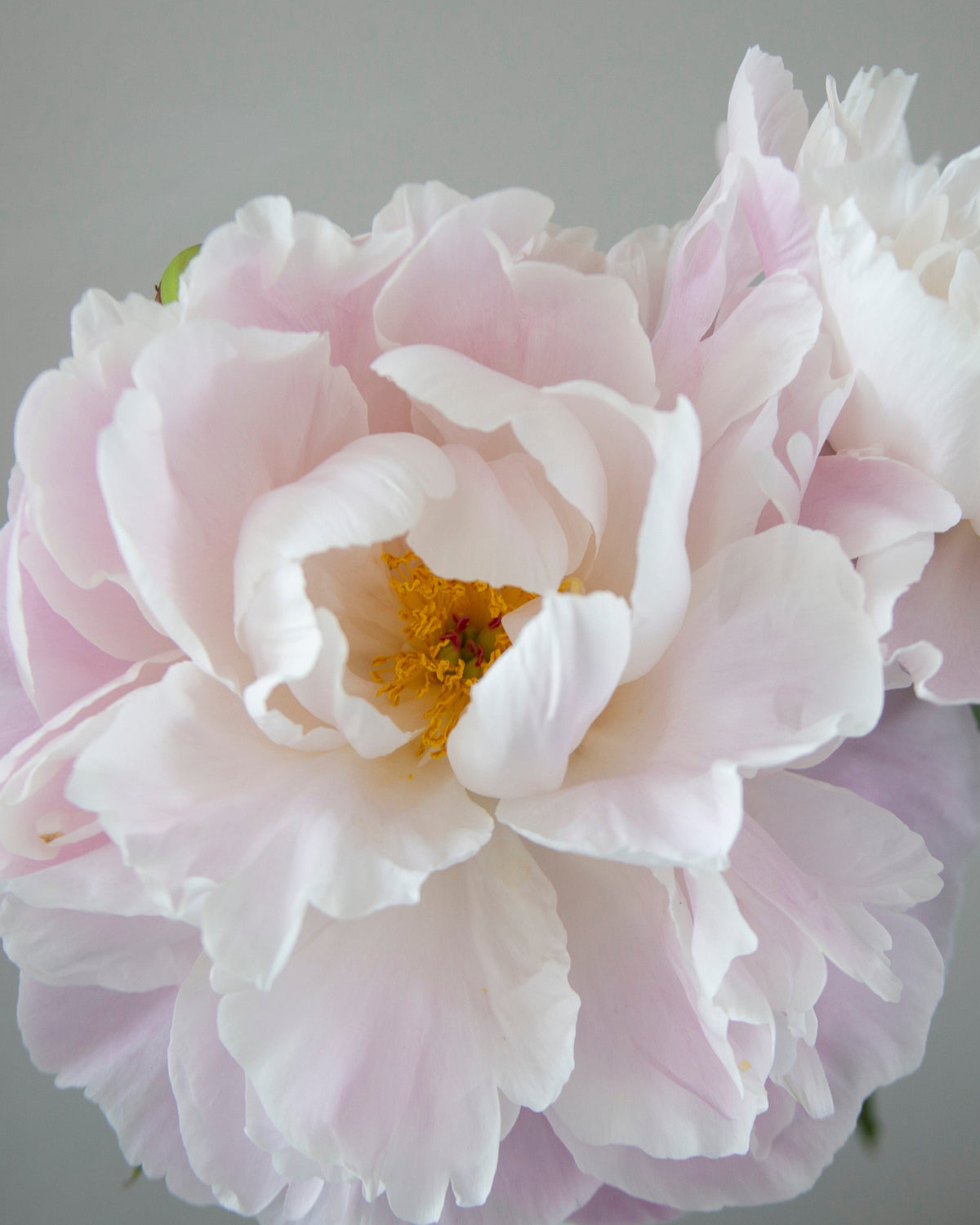 A close-up of a pale pink and white Gardenia peony flower with a soft yellow center, photographed against a plain light gray background.