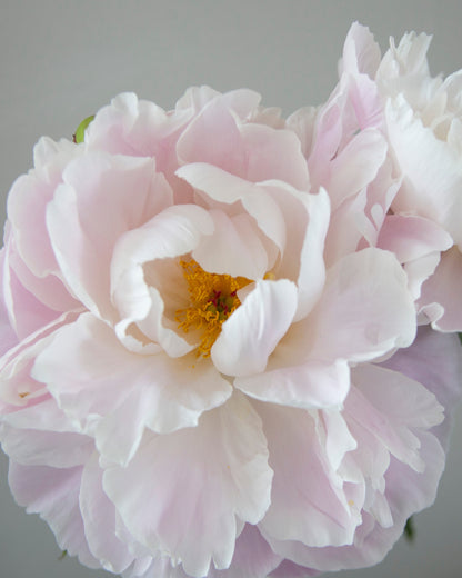 A close-up of a pale pink and white Gardenia peony flower with a soft yellow center, photographed against a plain light gray background.